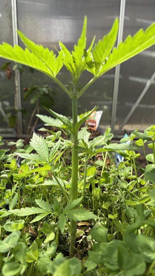 Caramellow Kush Auto. Week 3
