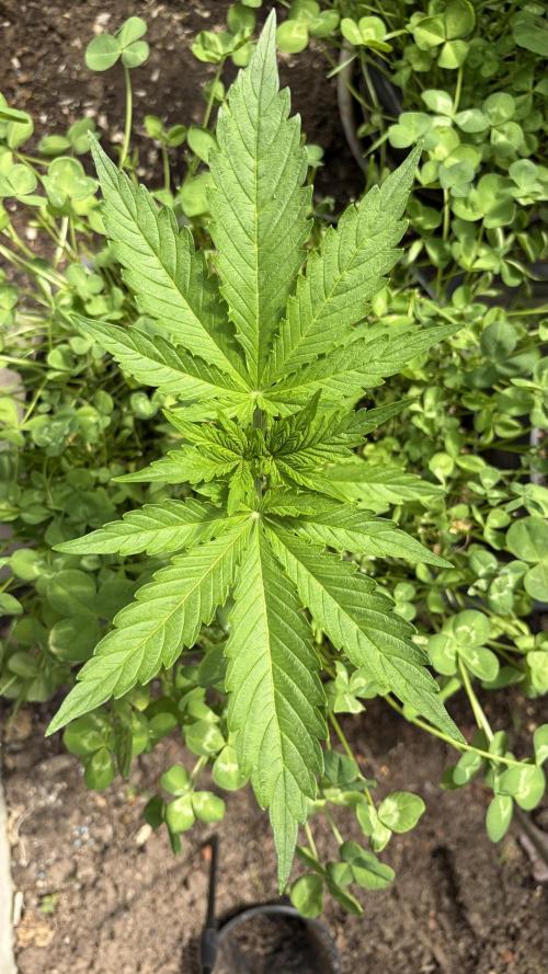 Caramellow Kush Auto. Week 3
