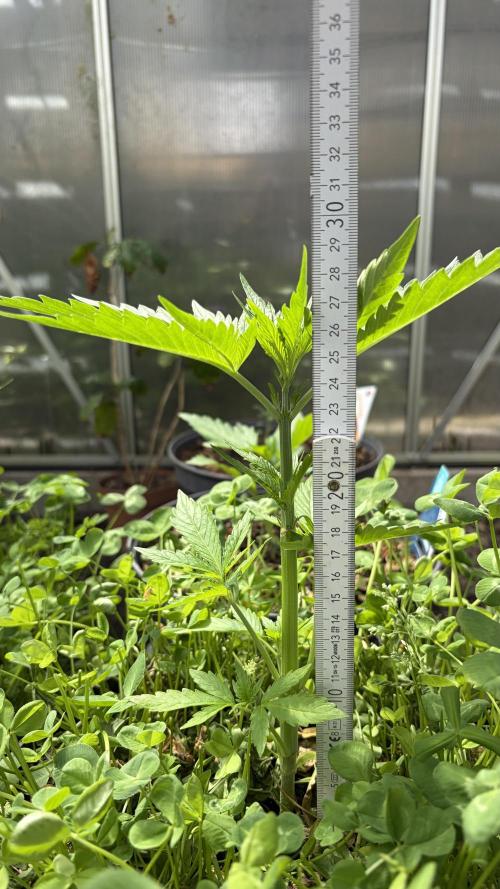 Caramellow Kush Auto. Week 3