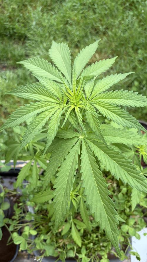 Caramellow Kush Auto. Week 4
