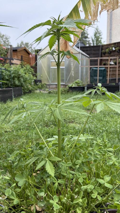 Caramellow Kush Auto. Week 4