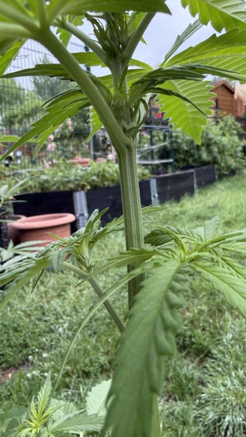 Caramellow Kush Auto. Week 4