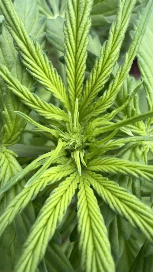 Caramellow Kush Auto. Week 4