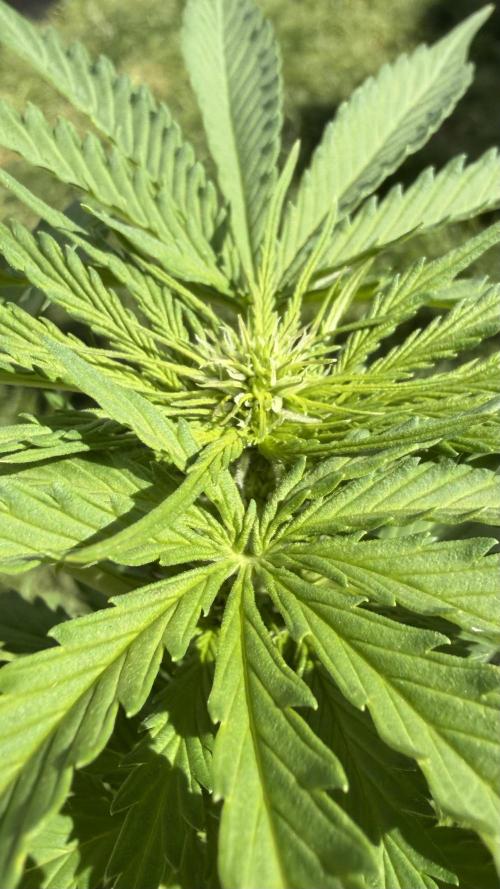 Caramellow Kush Auto. Week 5