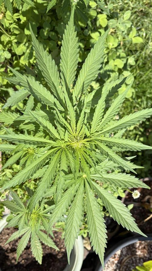 Caramellow Kush Auto. Week 5