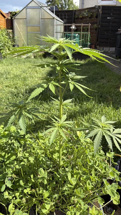 Caramellow Kush Auto. Week 5