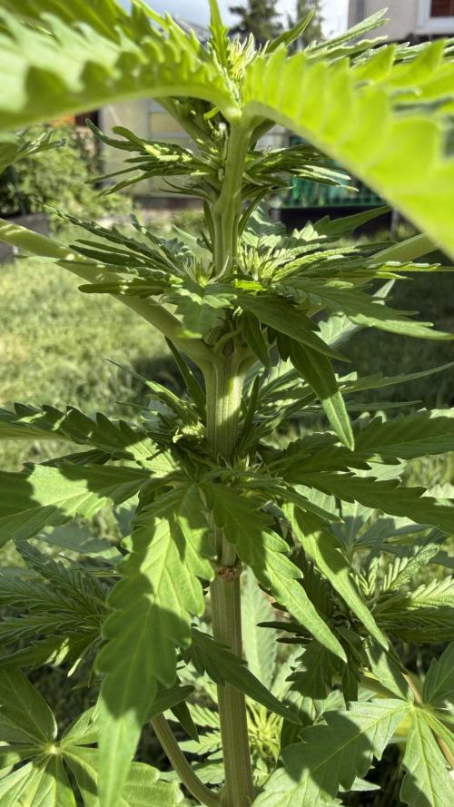 Caramellow Kush Auto. Week 5