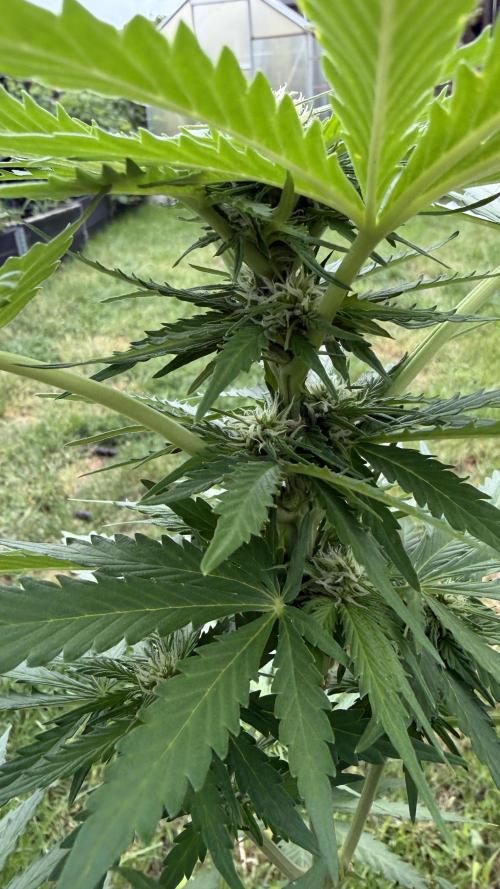 Caramellow Kush . Week 6