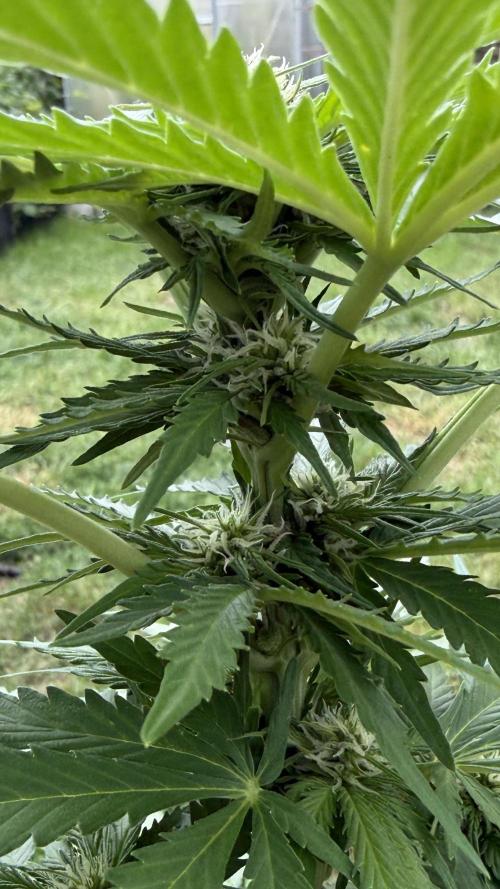 Caramellow Kush Auto. Week 6