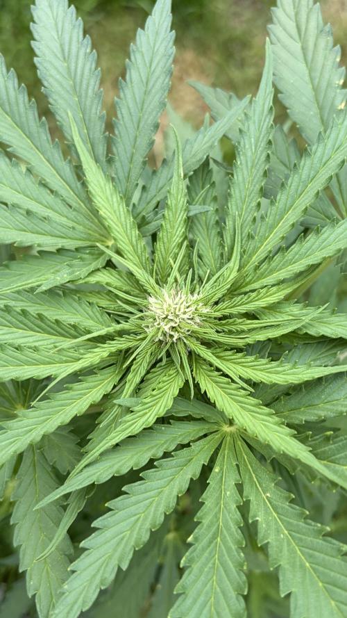 Caramellow Kush Auto. Week 6