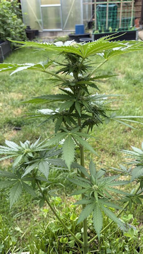 Caramellow Kush Auto. Week 6