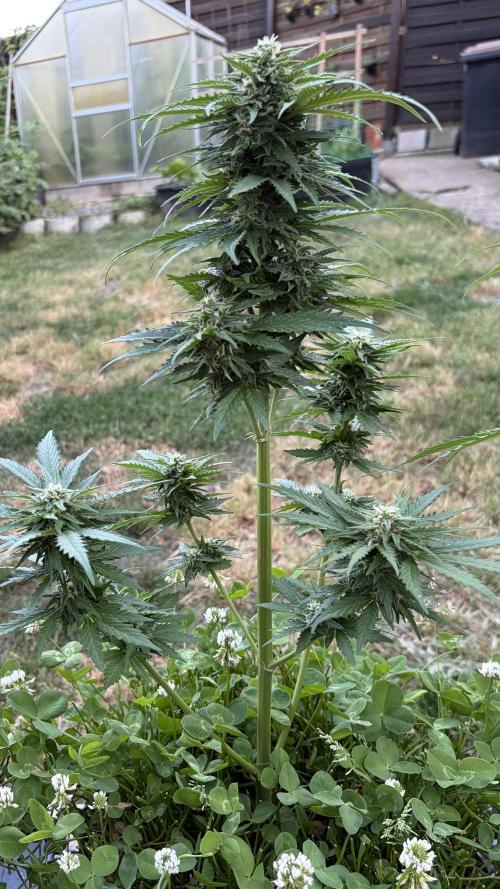 Caramellow Kush . Week 7