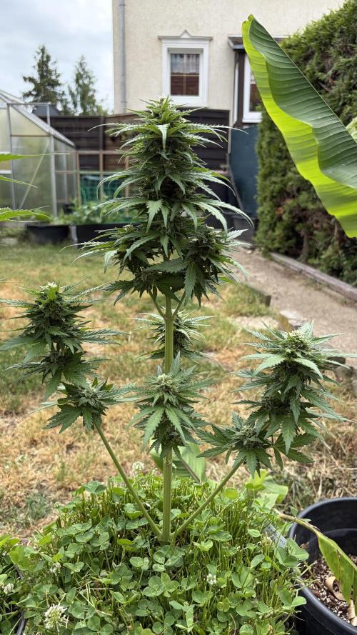 Caramellow Kush Auto. Week 8