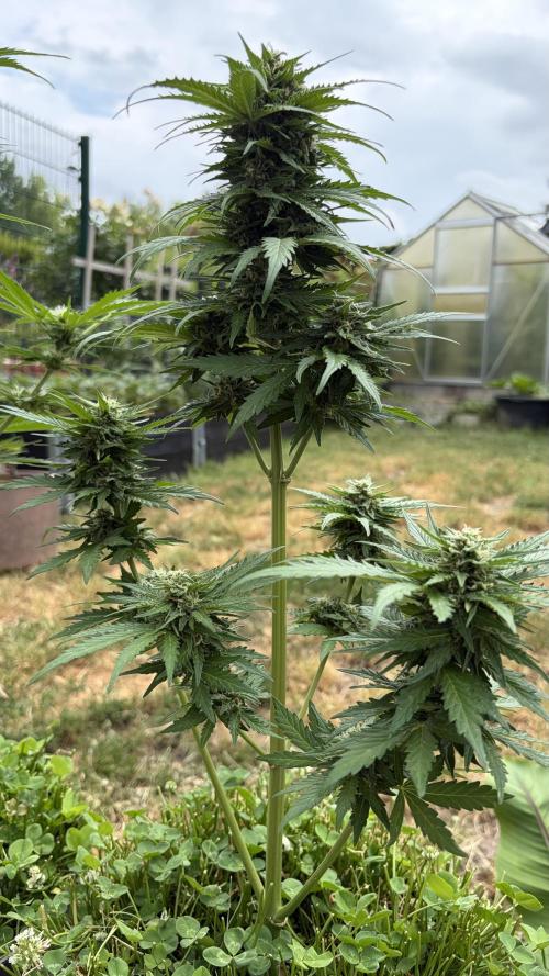Caramellow Kush Auto. Week 8