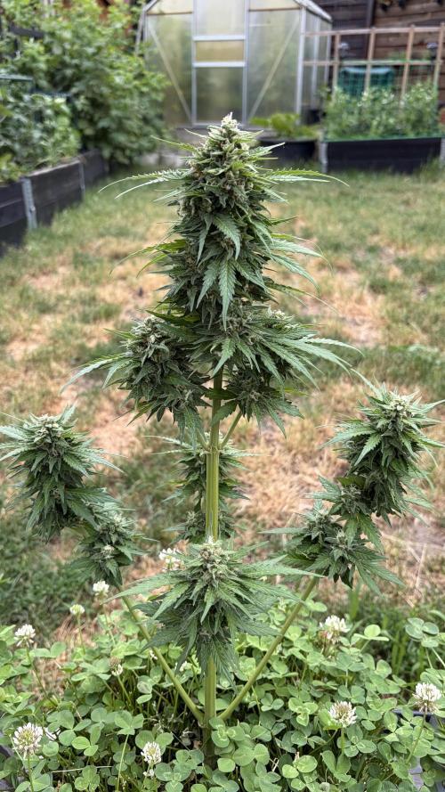 Caramellow Kush Auto. Week 9