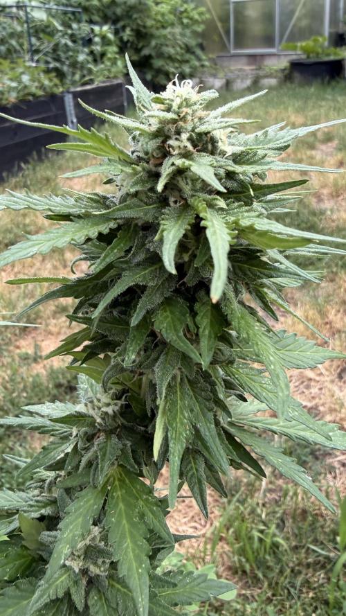 Caramellow Kush Auto. Week 9