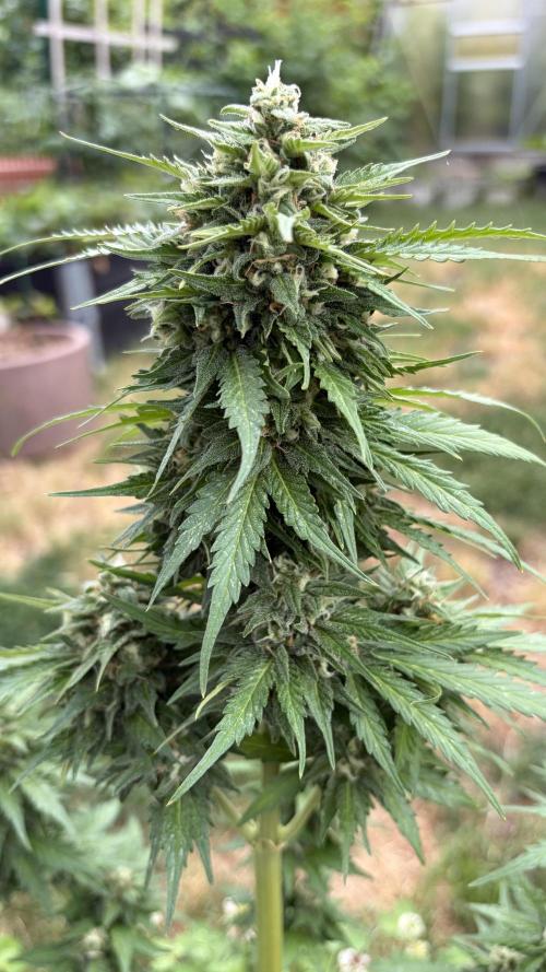 Caramellow Kush Auto. Week 9