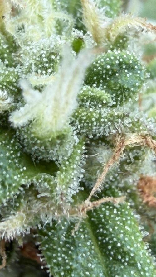 Caramellow Kush Auto. Week 9