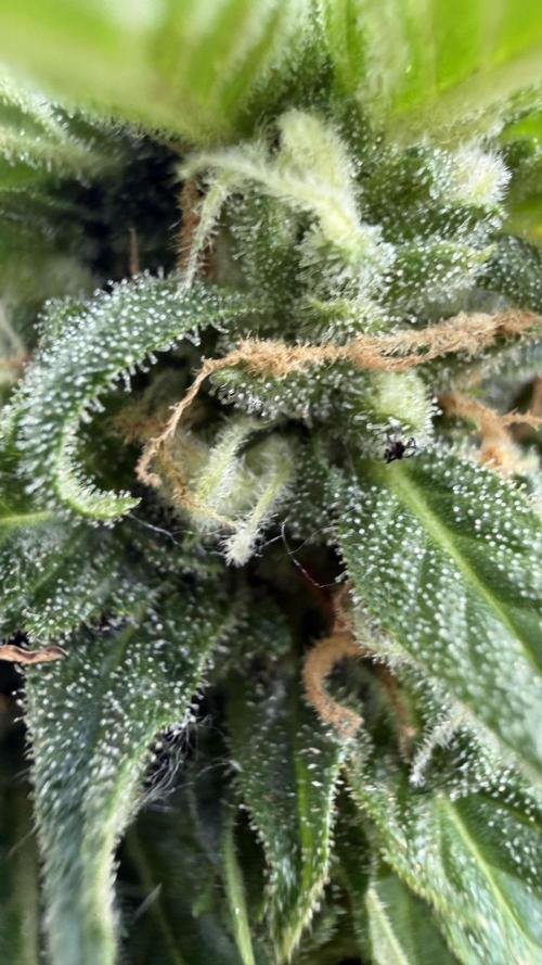 Caramellow Kush Auto. Week 9