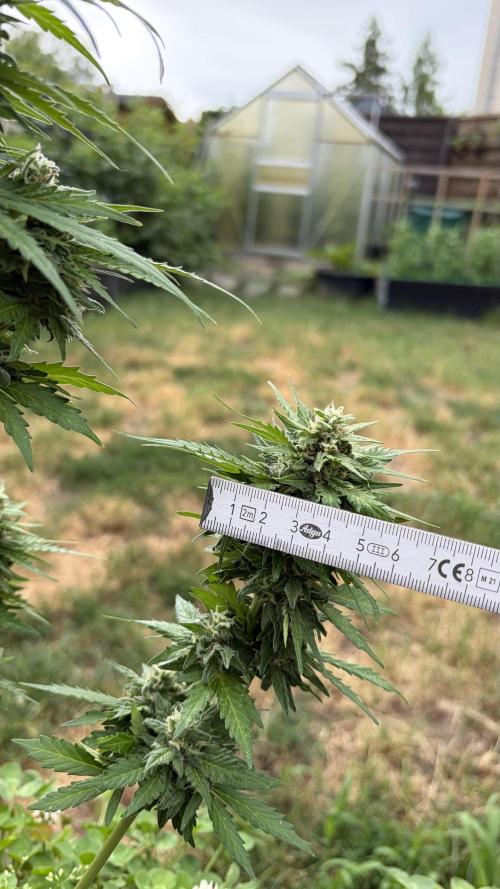 Caramellow Kush Auto. Week 9