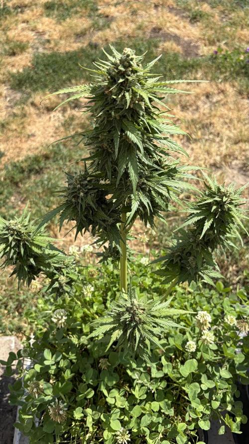 Caramellow Kush Auto. Week 10
