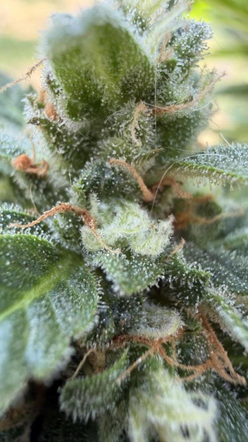 Caramellow Kush Auto. Week 10