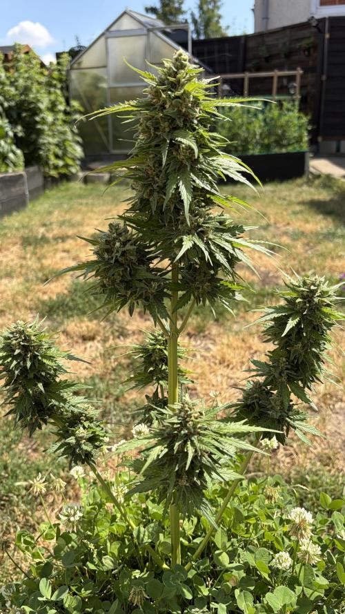 Caramellow Kush Auto. Week 10