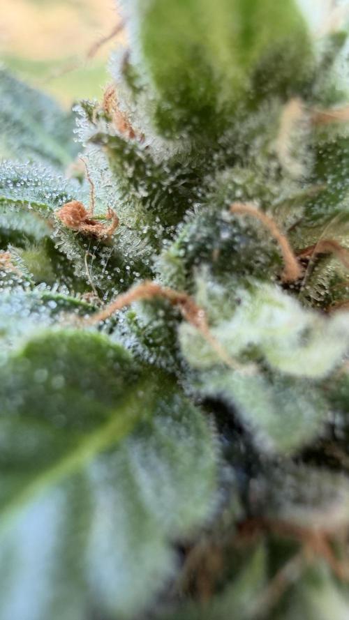 Caramellow Kush Auto. Week 10