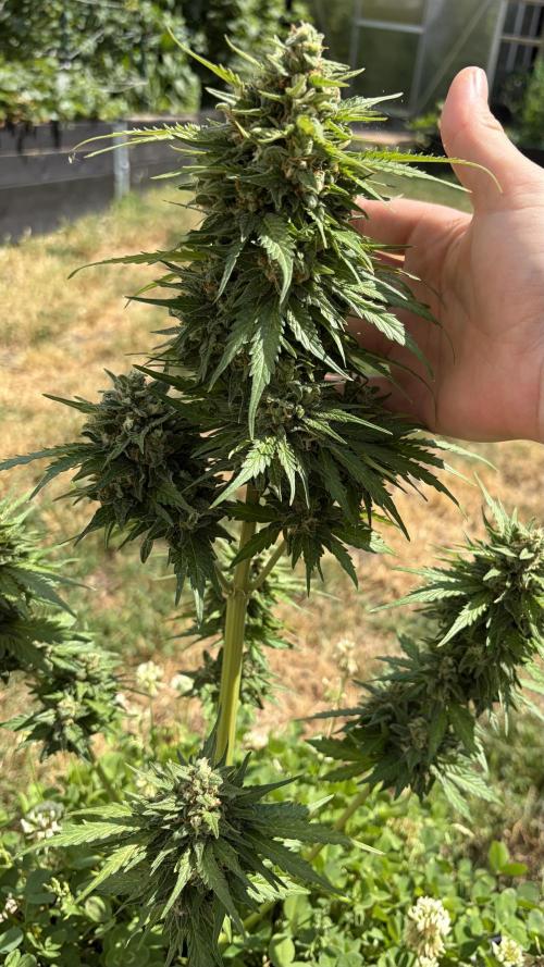 Caramellow Kush Auto. Week 10