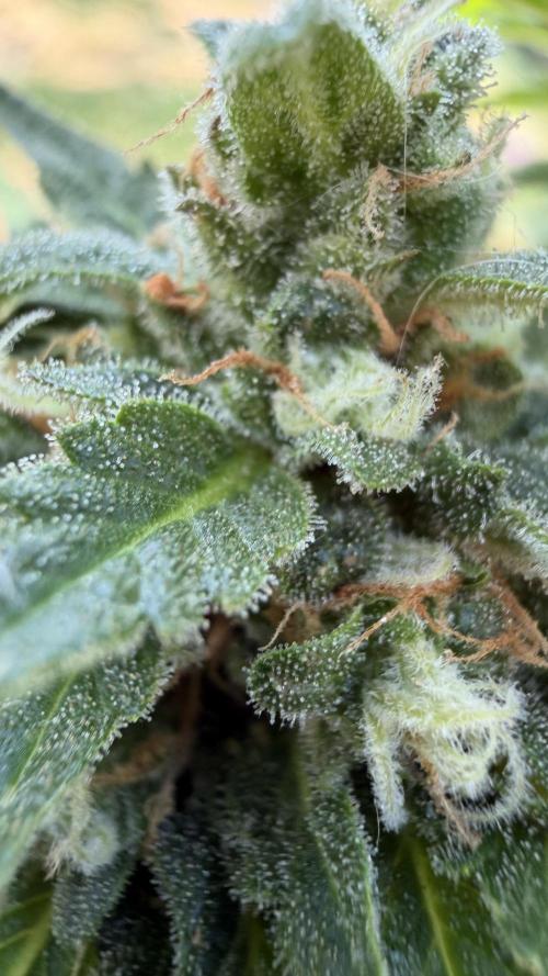Caramellow Kush Auto. Week 10