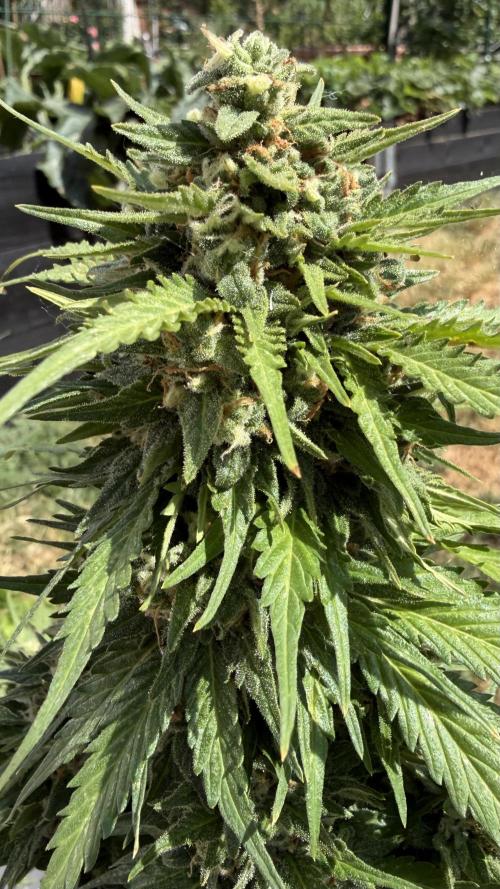 Caramellow Kush Auto. Week 10