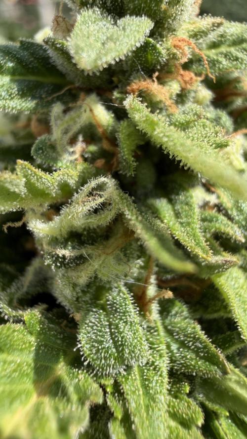 Caramellow Kush Auto. Week 10