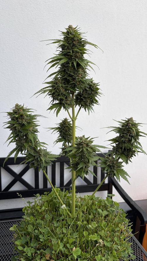 Caramellow Kush Auto. Week 11