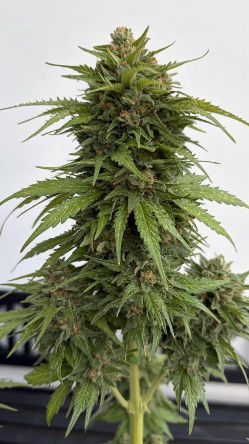 Caramellow Kush Auto. Week 11