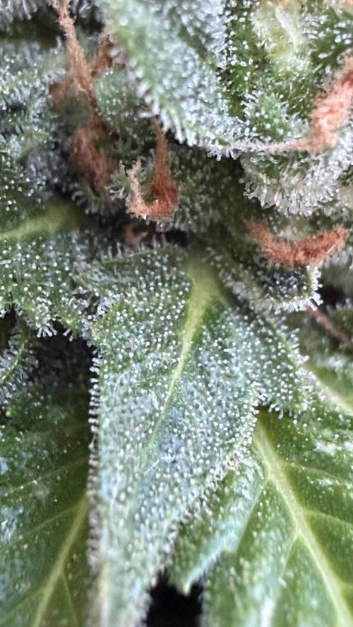 Caramellow Kush Auto. Week 11