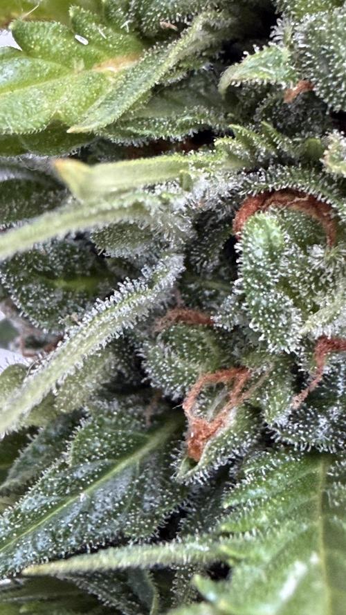 Caramellow Kush Auto. Week 11