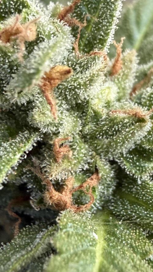 Caramellow Kush Auto. Week 11