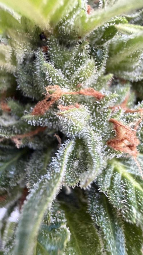 Caramellow Kush Auto. Week 11