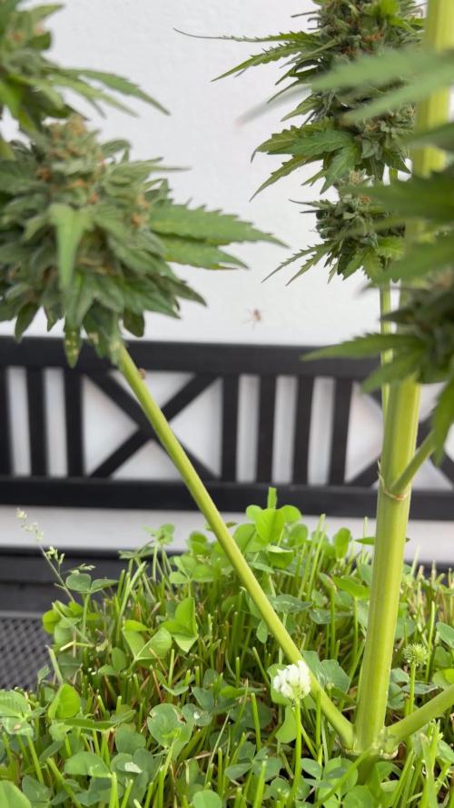 Caramellow Kush Auto