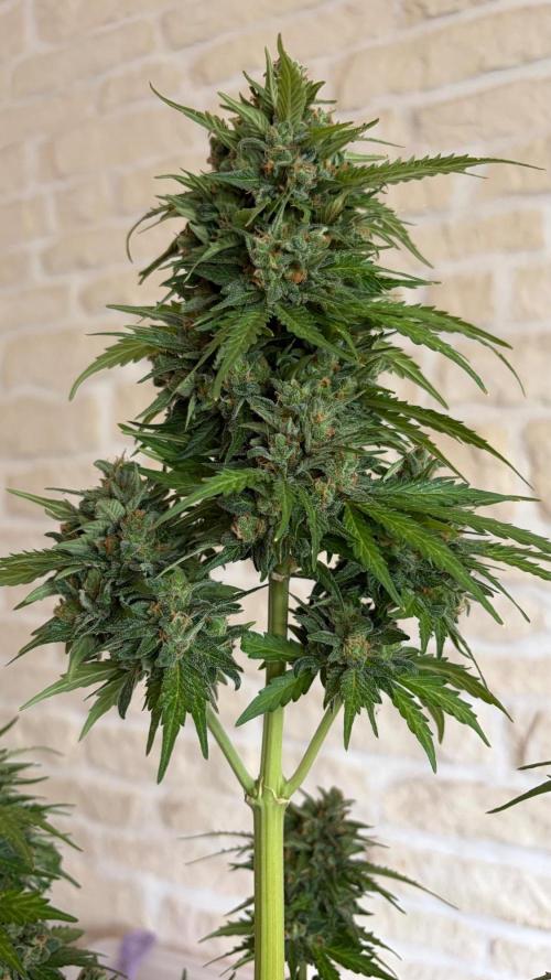Caramellow Kush Auto. Week 12