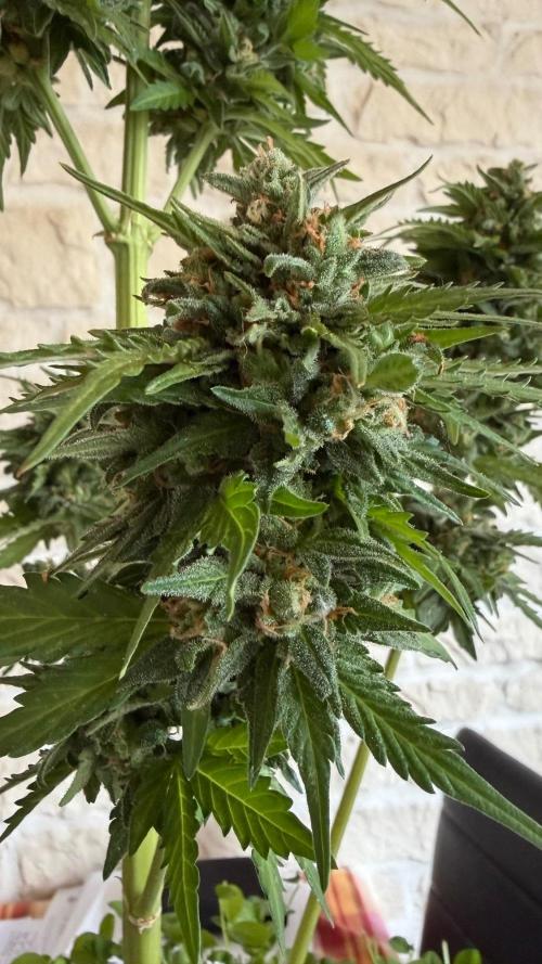 Caramellow Kush Auto. Week 12