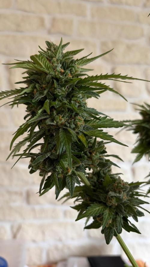 Caramellow Kush Auto. Week 12
