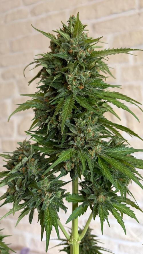 Caramellow Kush Auto. Week 12