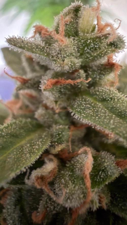 Caramellow Kush Auto. Week 12