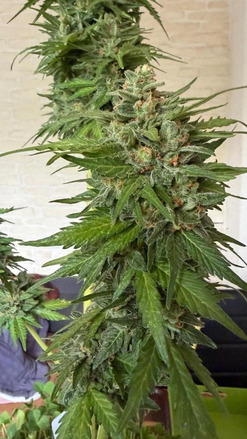 Caramellow Kush Auto. Week 12