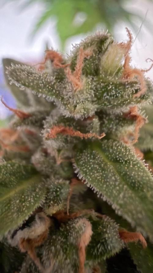 Caramellow Kush Auto. Week 12