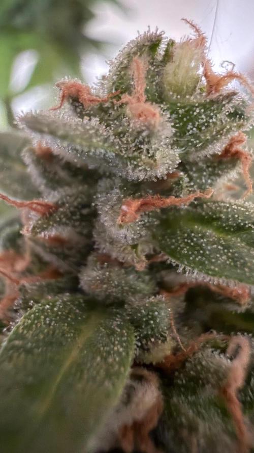 Caramellow Kush Auto. Week 12