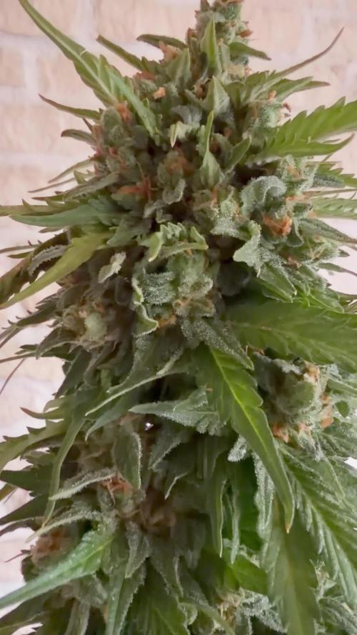 Caramellow Kush Auto