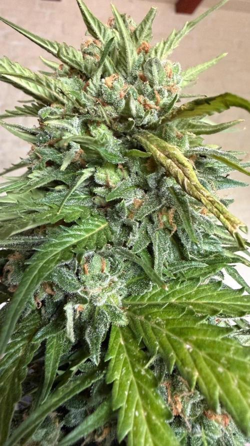 Caramellow Kush Auto. Week 13