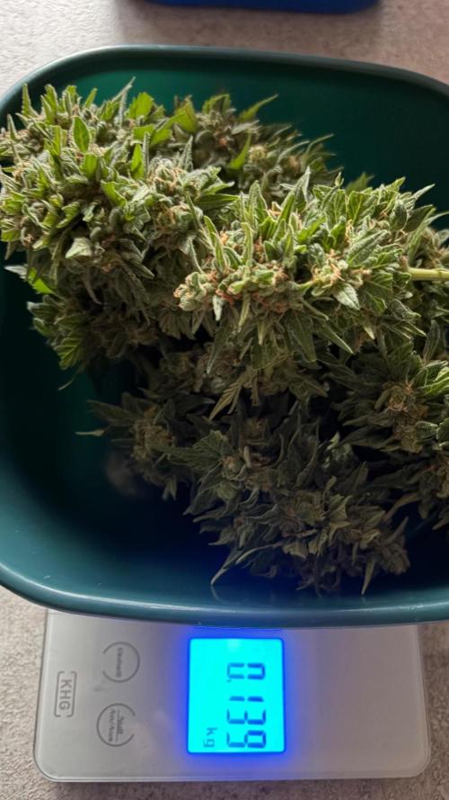 Caramellow Kush Auto. Week 13